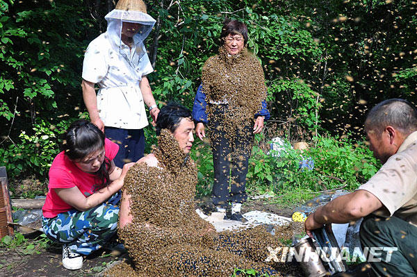 農民夫婦變“蜂人”[組圖]