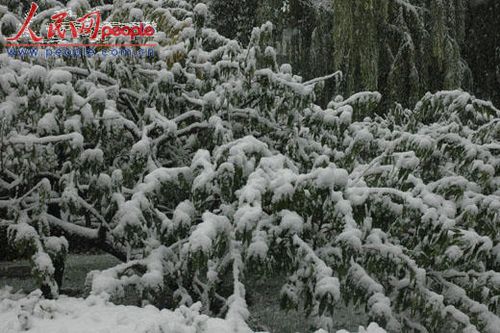 北京受降雪影響部分航班延誤 已啟動(dòng)應(yīng)急預(yù)案