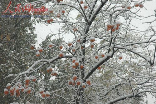 北京受降雪影響部分航班延誤 已啟動(dòng)應(yīng)急預(yù)案