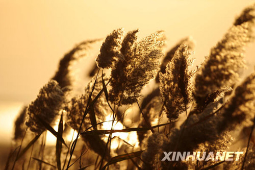 黃河三角洲濕地生態(tài)恢復