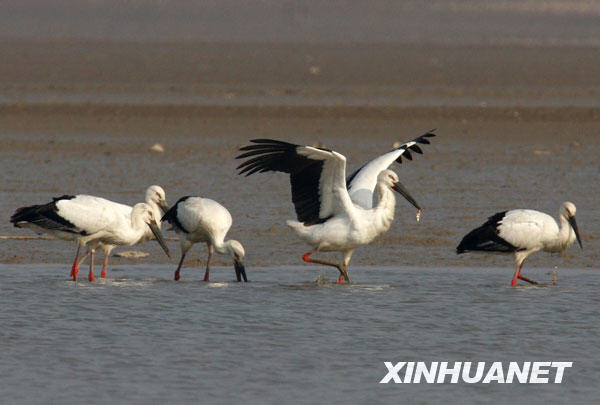 鶴舞鄱陽(yáng)湖